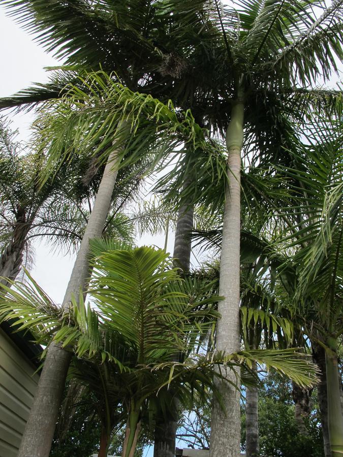 Melaleuca Caravan Park Port Macquarie Zewnętrze zdjęcie